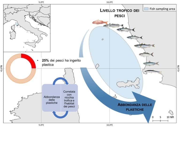 Quanta plastica mangiano ( davvero ) i pesci del Mar Mediterraneo ?